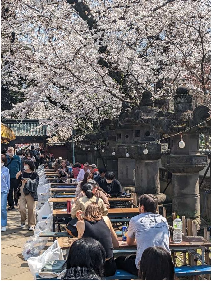 Du khách và những người bán hàng rong dưới tán hoa tại Đền Toshogu.