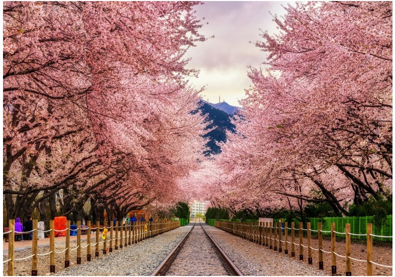 Đường hầm hoa anh đào ở đường sắt gần ga Gyeonghwa, Hàn Quốc