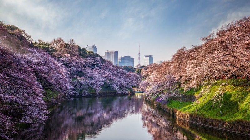 Four Seasons Nhật Bản là khách sạn sang trọng tốt nhất cho kỳ nghỉ mùa hoa anh đào của bạn