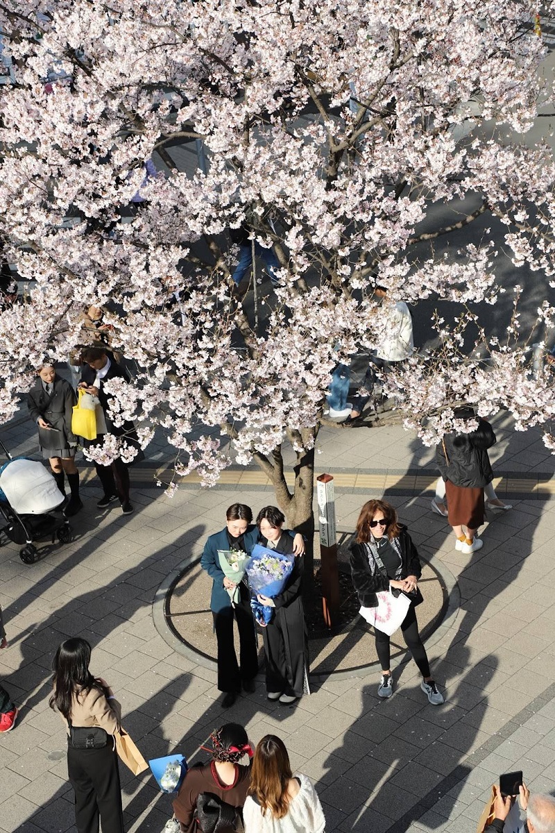 Mọi người chụp ảnh dưới gốc cây hoa anh đào bên ngoài ga Shinjuku ở Tokyo vào thứ Tư