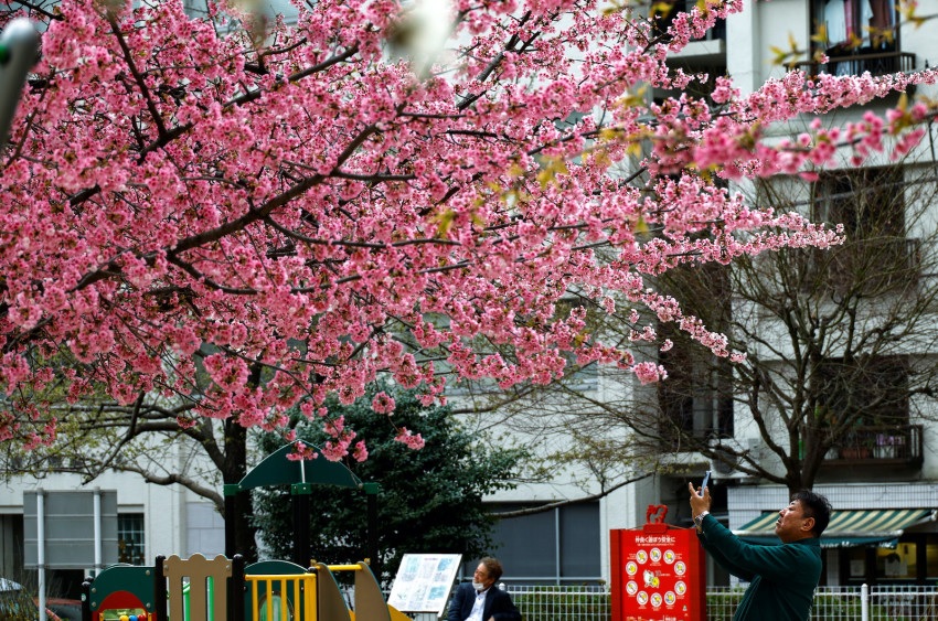 Ngành du lịch Nhật Bản dựa vào hoa anh đào để thu hút khách du lịch nước ngoài