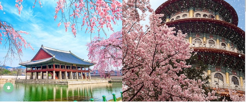 Ngoài Nhật Bản, đây là thời điểm và địa điểm ngắm hoa anh đào ở Hàn Quốc và Đài Loan