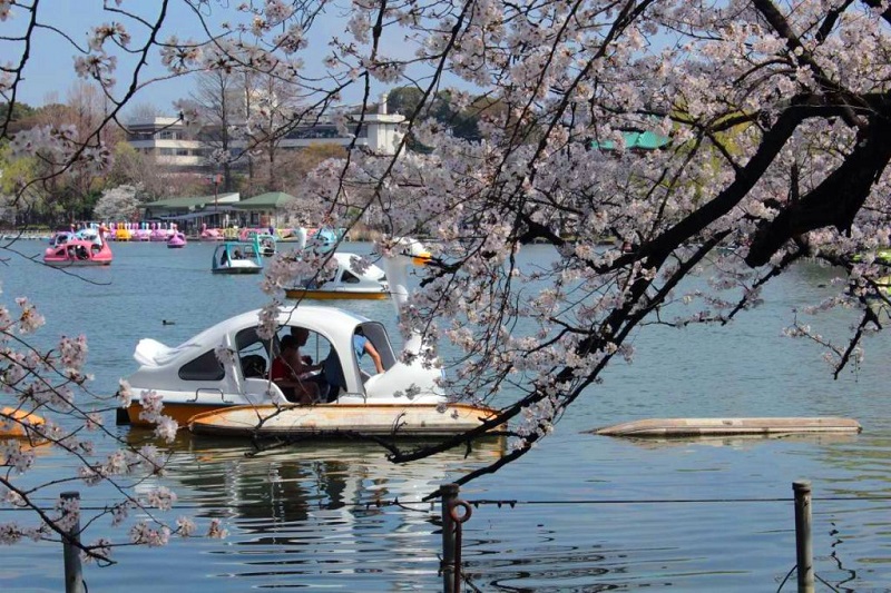 Thuyền thiên nga (đạp) nhìn qua lối đi dạo sakura ở Công viên Ueno.