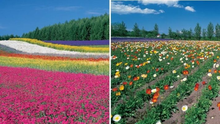 Trang trại Tomita – Hokkaido là 1 trong 12 cánh đồng hoa và công viên ở Nhật Bản để ngắm hoa mùa xuân