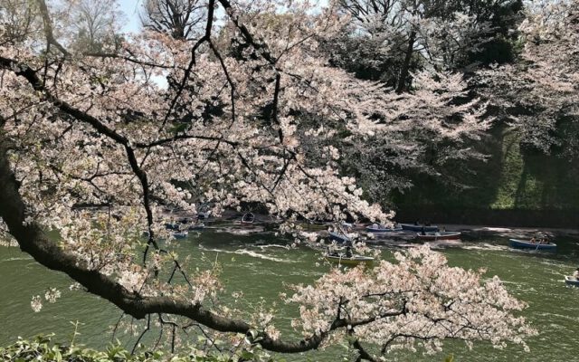 Ngày xuân hoàn hảo với Đồ ăn hoa và niềm vui ở Tokyo