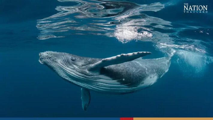 Phục hồi du lịch của Thái Lan đưa 4 loài sinh vật biển trở lại danh sách theo dõi tuyệt chủng