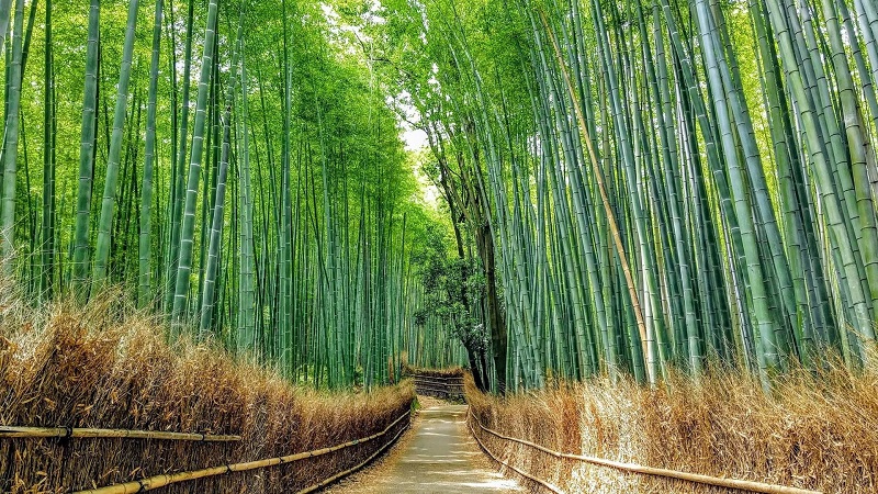Rừng tre Sagano ở Arashiyama Kyoto