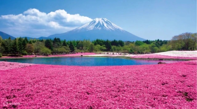 10 điều khách đi Tour du lịch Nhật Bản muốn làm nhất trong Tuần lễ vàng