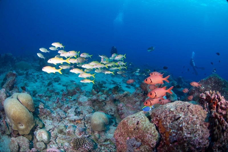 Các loài cá ở Đảo san hô vòng Vaavu, Maldives