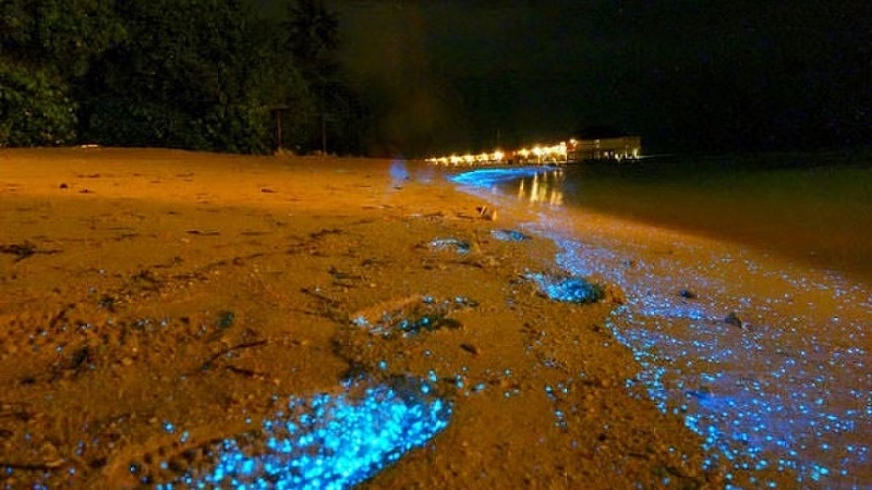 Đảo Vaadhoo với sự phát quang vào ban đêm
