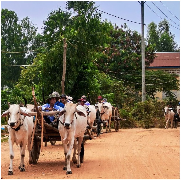 Đi xe bò qua vùng quê ở Kampong Tralach