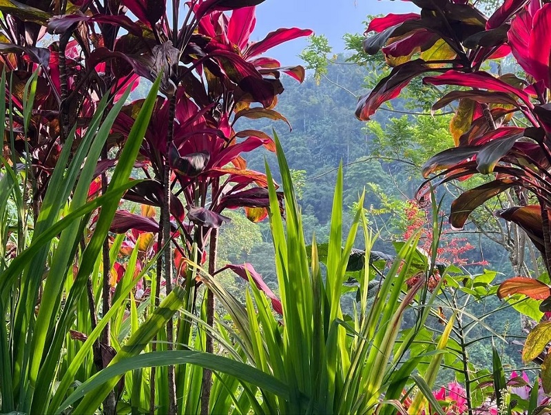 Du khách được bao quanh bởi hệ động thực vật rực rỡ tại Vườn treo Bali.