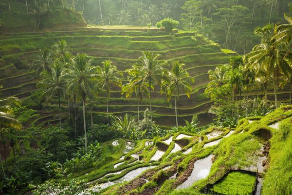 Hành trình 10 ngày hoàn hảo ở Bali