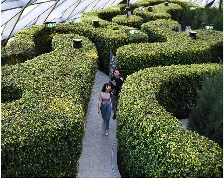 Hedge Maze là mê cung lớn nhất ở Singapore
