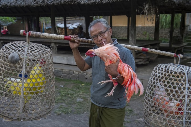 Khách du lịch đến Bali đã đi xa đến mức nộp đơn khiếu nại về tiếng gà trống gáy
