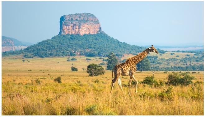 Khu bảo tồn động vật hoang dã Entabeni Safari, tỉnh Limpopo, Nam Phi.
