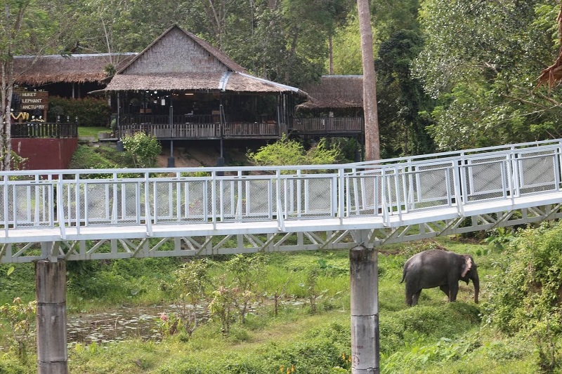 Khu bảo tồn voi Phuket được coi là đạo đức nhất của Phuket.