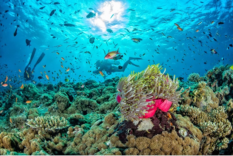 Lặn biển ở Maldives với sinh vật biển đa dạng