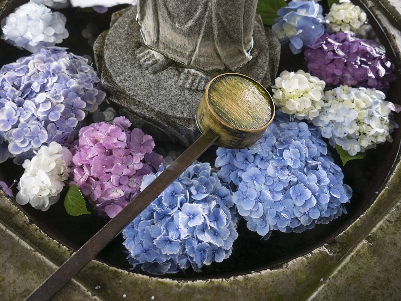 Mối liên hệ giữa hoa cẩm tú cầu với mùa mưa và phong tục đặt bụi hoa trong khuôn viên các ngôi đền đã giúp hoa cẩm tú cầu trở thành một trong những hình ảnh kinh điển của Nhật Bản