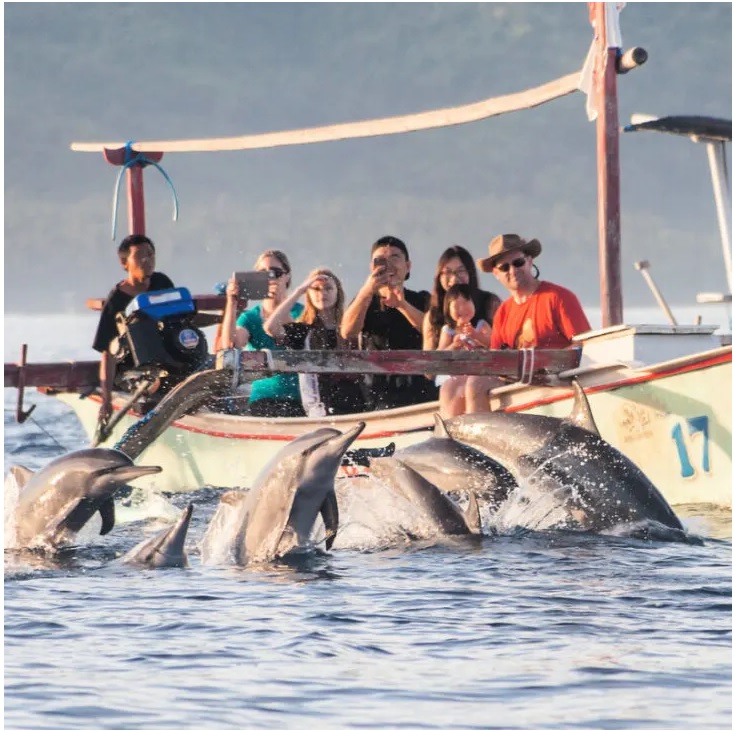 Những thay đổi lớn đối với các chuyến tham quan ngắm cá heo lúc mặt trời mọc nổi tiếng ở Bali