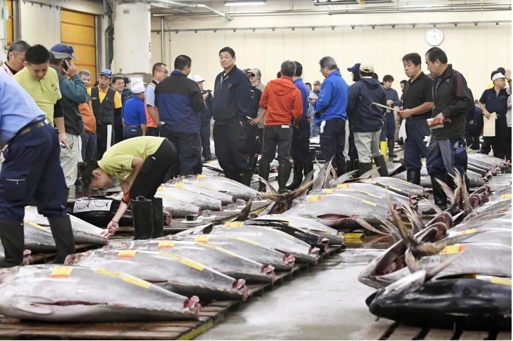 Phiên đấu giá cá ngừ tại chợ cá Tsukiji nổi tiếng trong tuần cuối cùng của năm 2018.