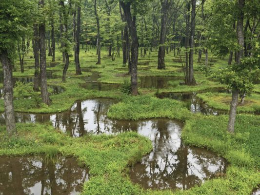 Trong một khu vườn Nhật Bản, bạn không bao giờ bị ảnh hưởng bởi thời tiết
