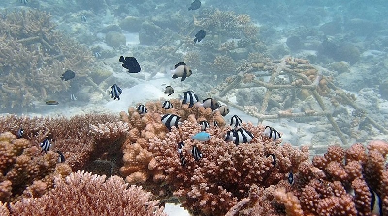 Và hiển nhiên rồi khu bảo tồn nuôi cấy san hô ở Sheraton Maldives Full Moon Resort & Spa