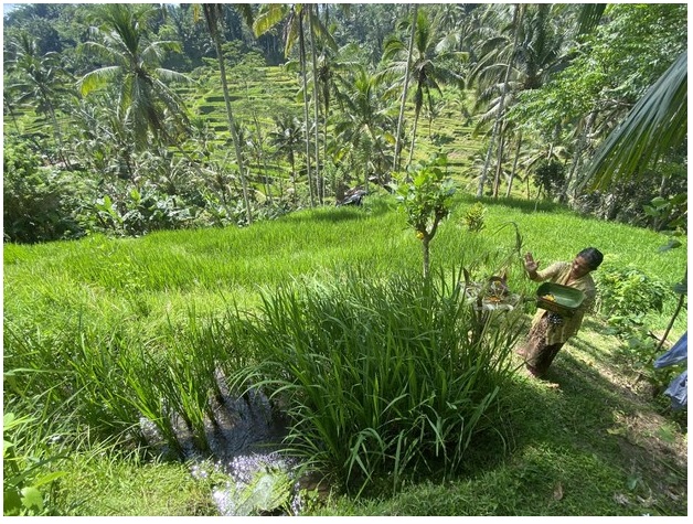 Du lịch Bali 'mất kiểm soát' lấn chiếm nguồn gốc văn hóa, nông nghiệp