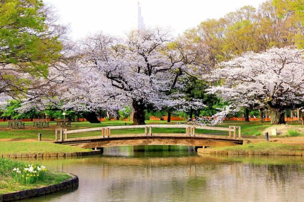 Top 10 địa điểm check in Instagram nhiều nhất ở Tokyo