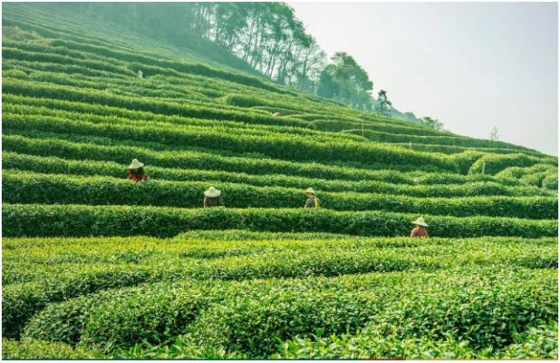 Bắc Thái Lan là điểm đến MICE toàn cầu về trà và cà phê