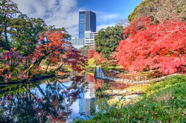 Lá mùa thu ở vườn Koishikawa Korakuen