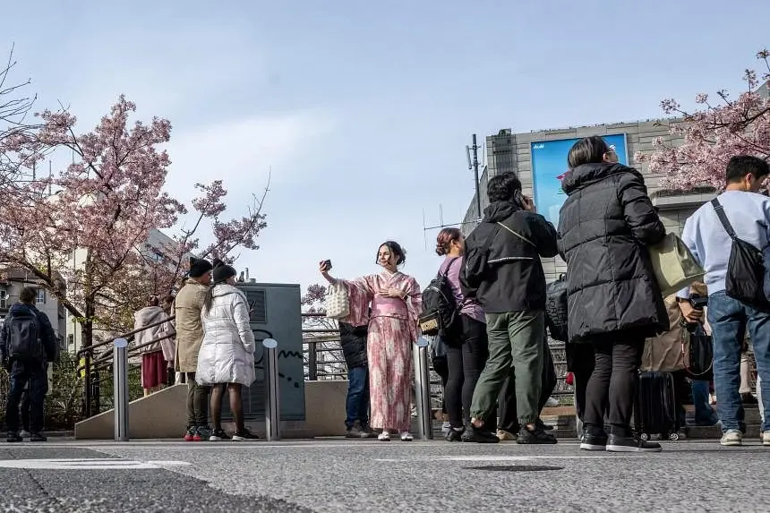 Người dân chụp ảnh bên cây hoa anh đào kawazu ở quận Sumida, Tokyo vào ngày 11/3