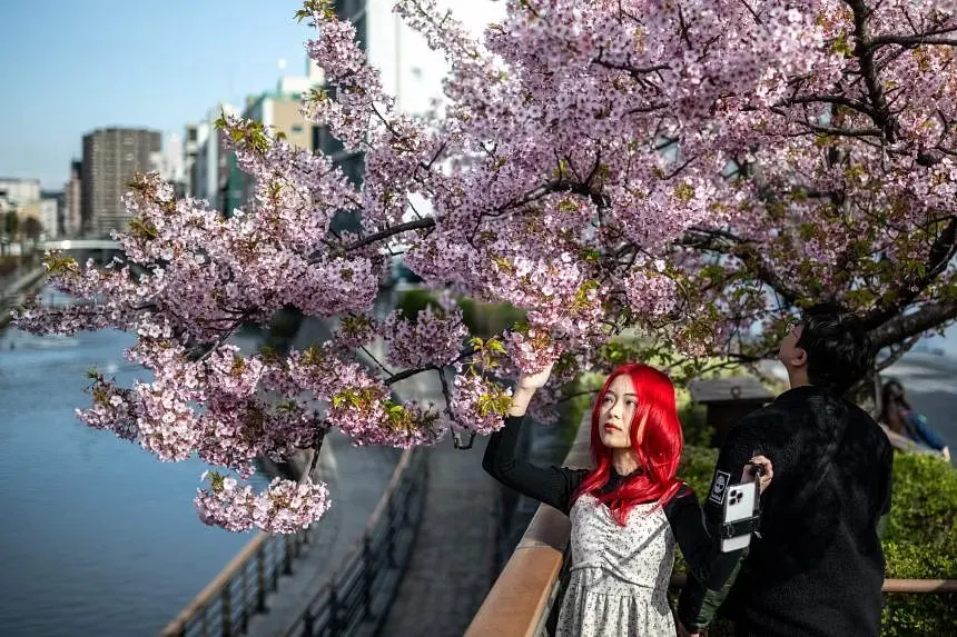Tokyo dự kiến sẽ là nơi nở hoa sớm nhất của đất liền Nhật Bản vào mùa hoa anh đào