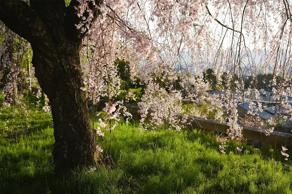 Hoa anh đào nở ở Kyoto, Nhật Bản.