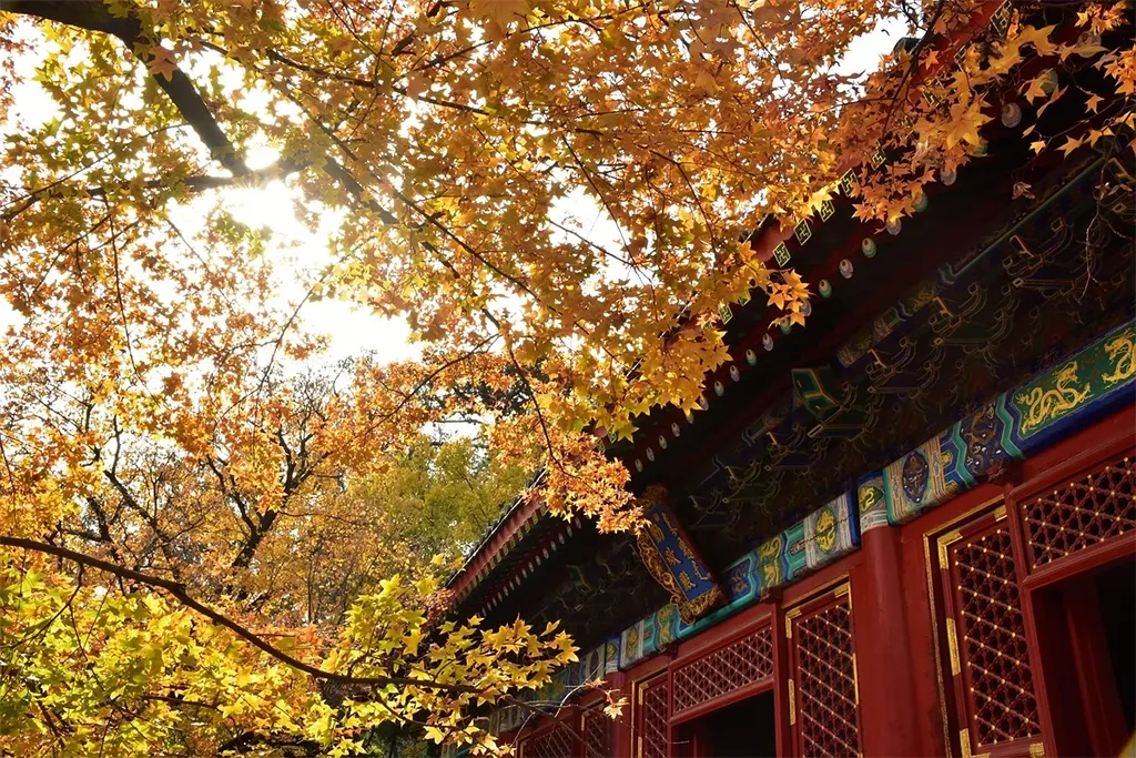 Tour mùa thu Trung Quốc giá rẻ hút khách Việt