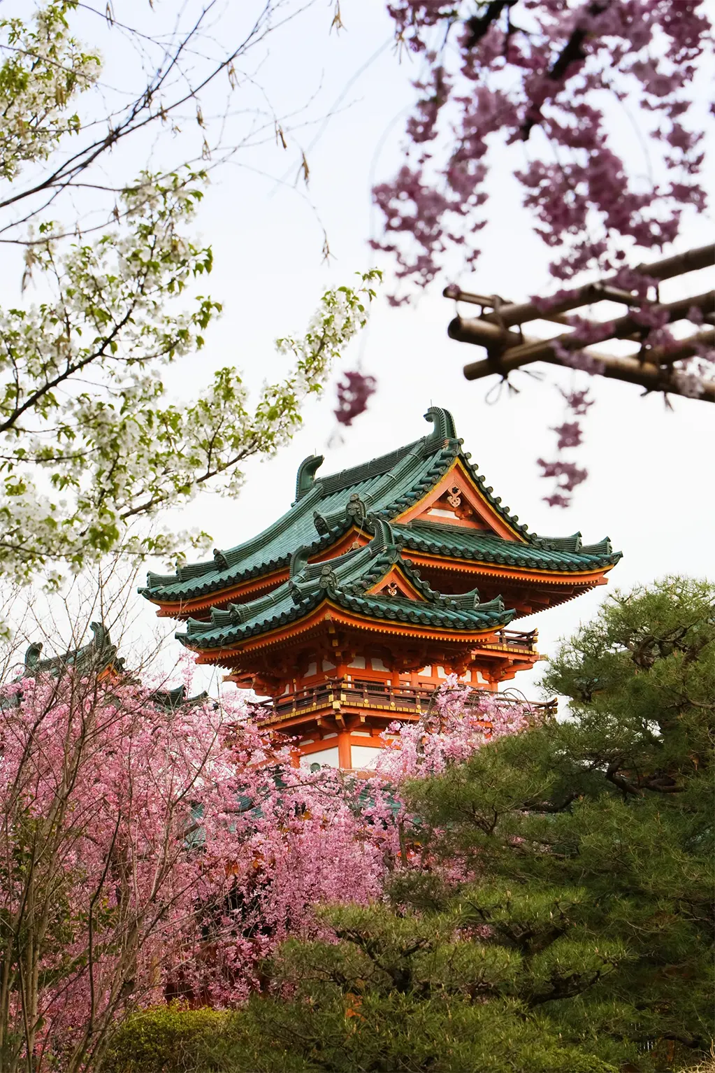 Đền Heian Jingu với hoa anh đào